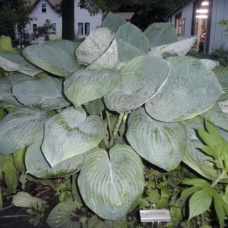 Blue Dolphin Hosta