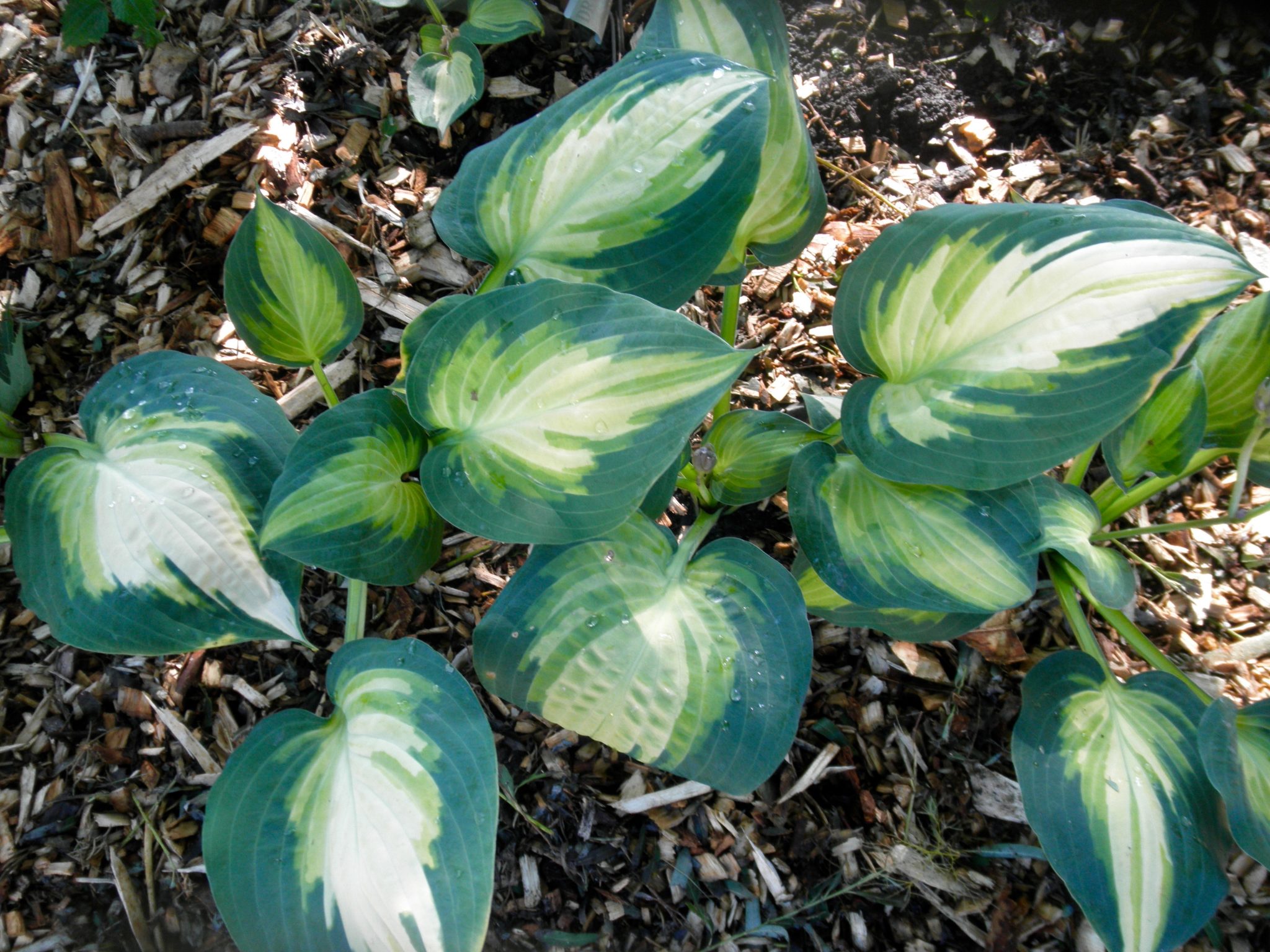 Forbidden Fruit Hosta – Hostas-Store