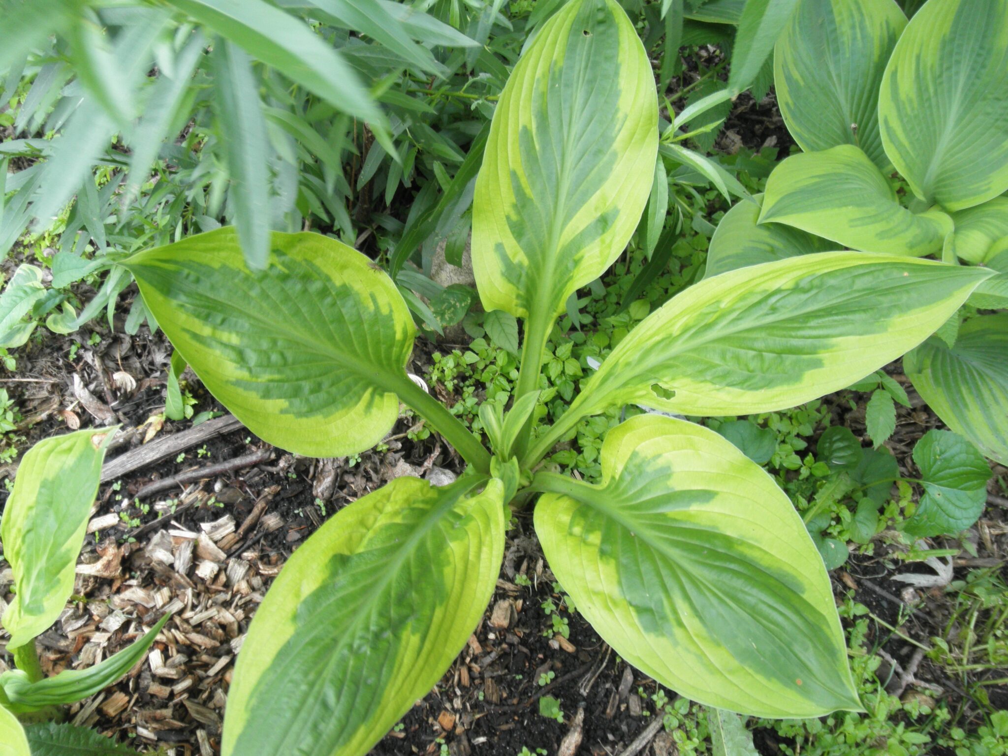 Foxfire Palm Sunday Hosta – Hostas-Store