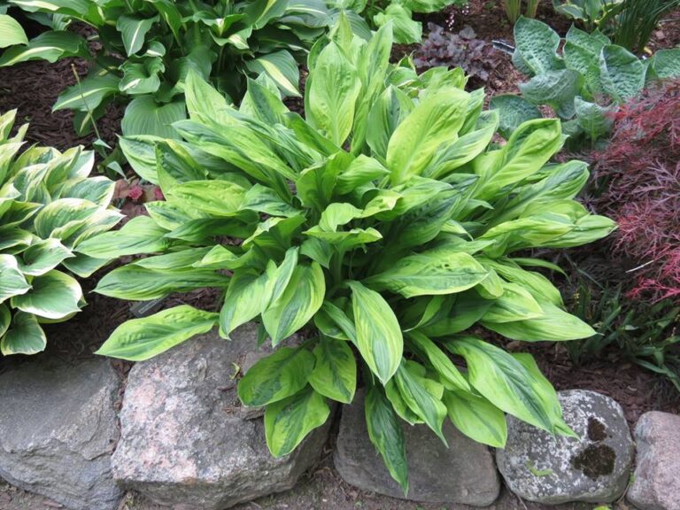 Foxfire Palm Sunday Hosta – Hostas-Store