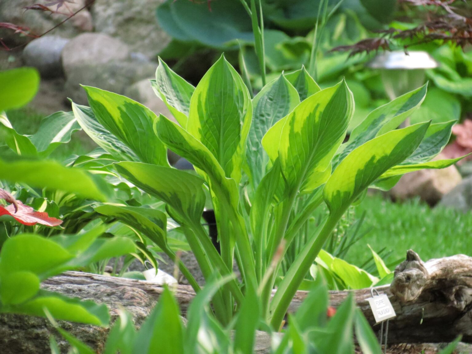 Foxfire Palm Sunday Hosta – Hostas-Store