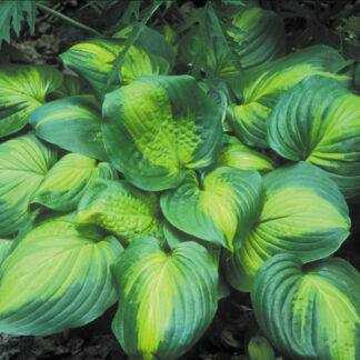 Cathedral Windows Hosta