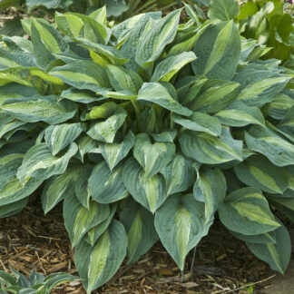 Kiwi Full Monty Hosta