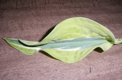 Obscene Gesture Hosta - Image 3