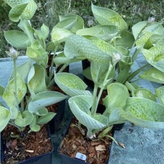 Cup of Joy Hosta