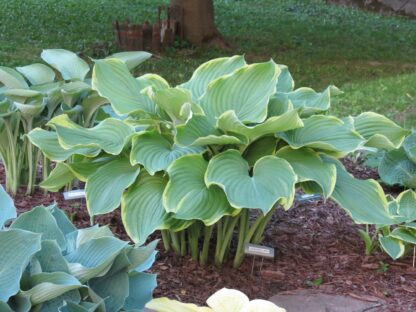 Leading Lady Hosta