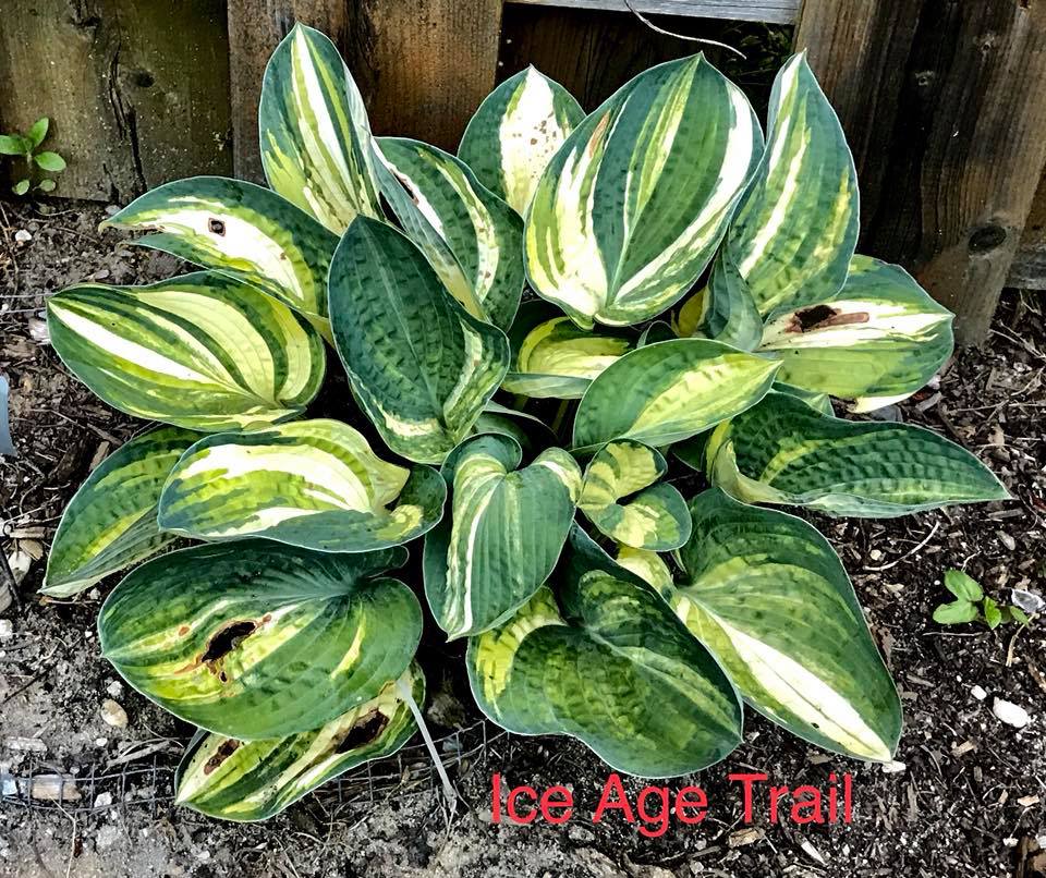 Ice Age Trail Hosta - Image 4