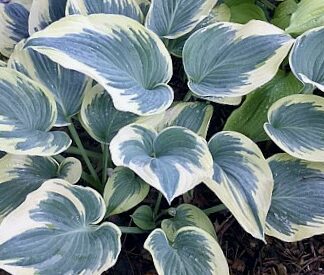 Grey Glacier Hosta