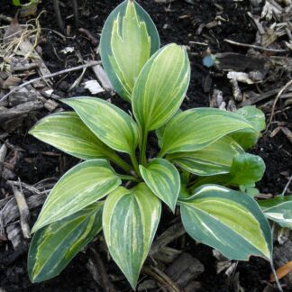 Plebe's Blue Hosta