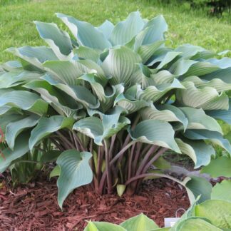 Deane's Dream Hosta