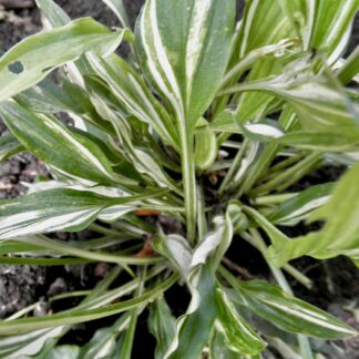 Little Jill Hosta
