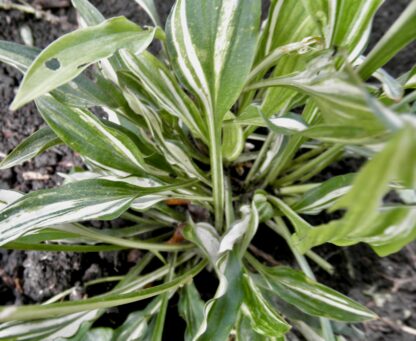 Little Jill Hosta
