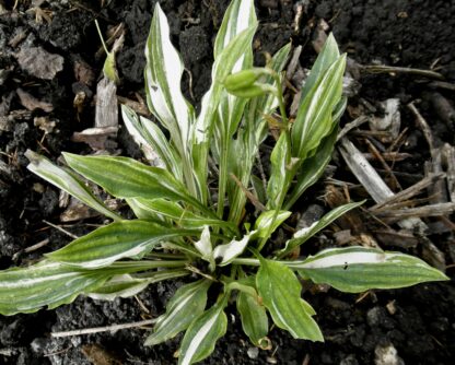 Little Jill Hosta - Image 2