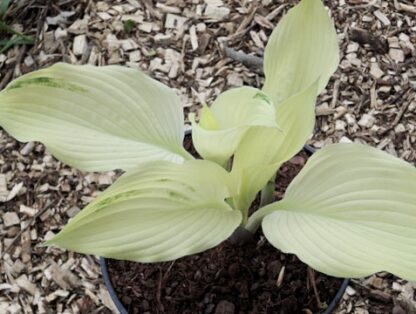 Spring Ghost Hosta - Image 2