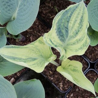Spring Ghost Hosta
