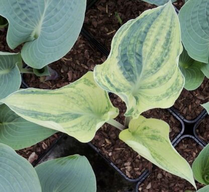 Spring Ghost Hosta