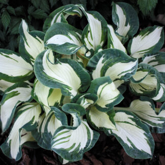 Andrew Hosta