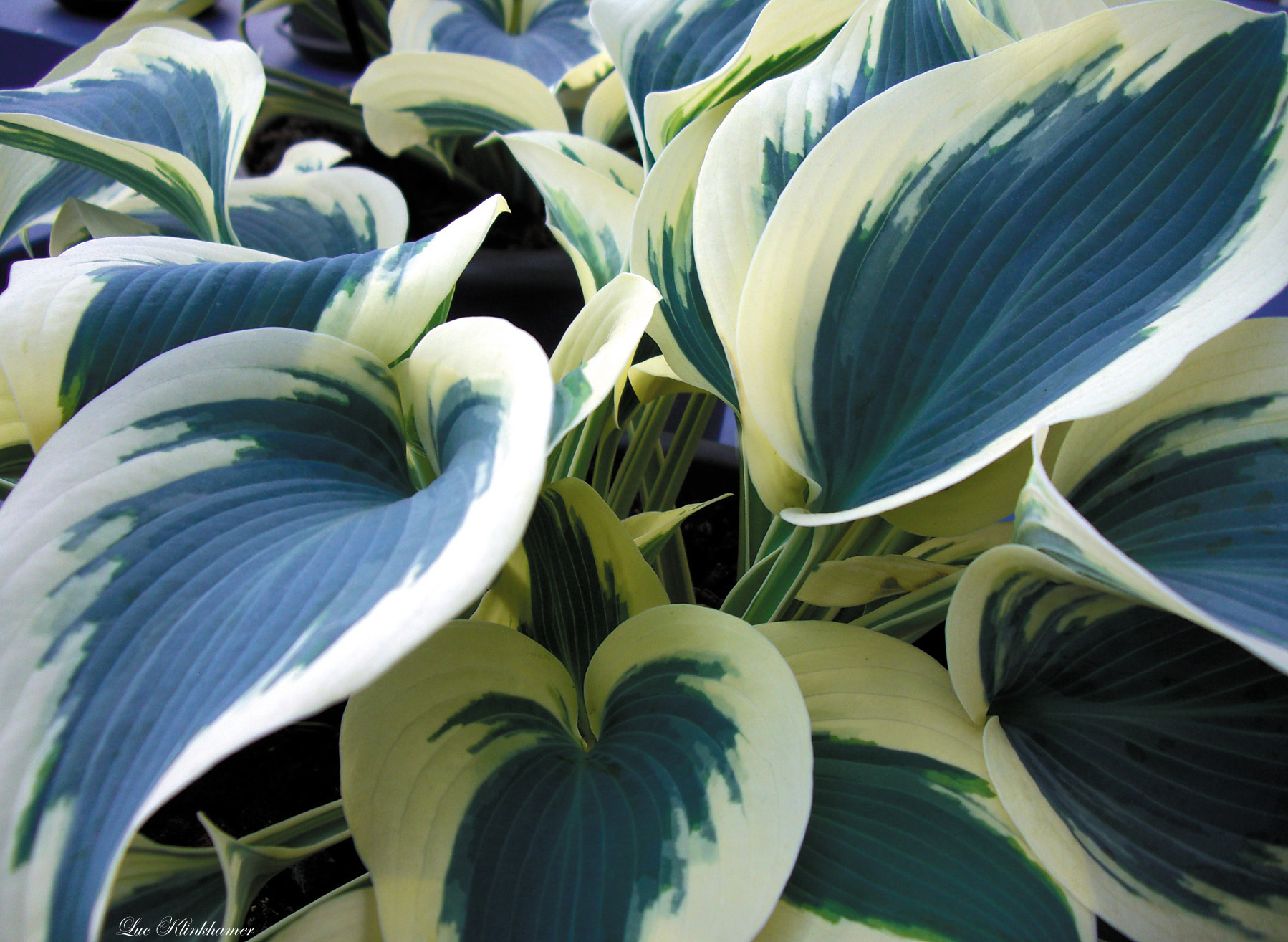 Blue Ivory Hosta Hostas Store