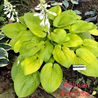 Abiqua Recluse Hosta
