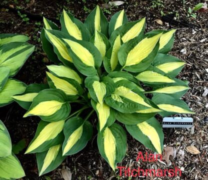 Alan Titchmarsh Hosta