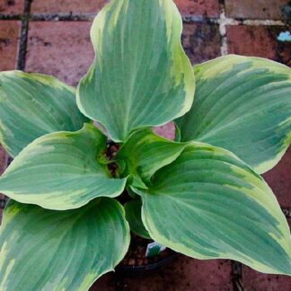 Andy Murray Hosta
