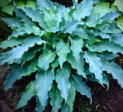 Blue Cascade Hosta