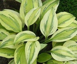 Captain's Adventure Hosta