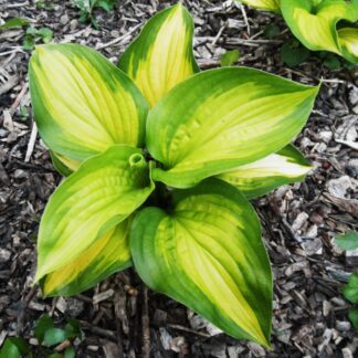 Cathedral Windows Hosta