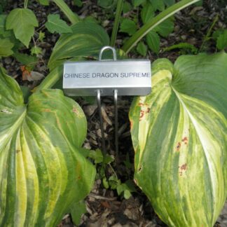 Chinese Dragon Supreme Hosta