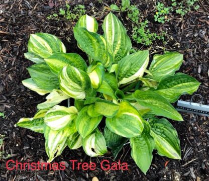 Christmas Tree Gala Hosta - Image 2