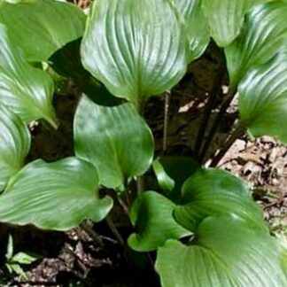 Cinnamon Sticks Hosta