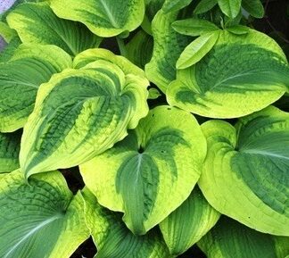 Climax Hosta