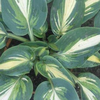 Cream Topping Hosta