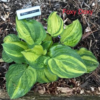 25 Foxy Doxy x O.P. x O.P. Seeds (streaker)