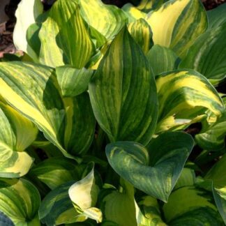 Free Jazz Hosta