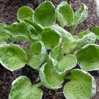 Frosted Mini Muffins Hosta
