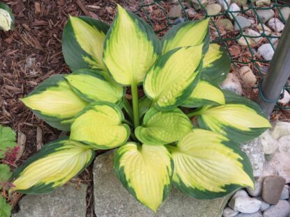 Georgia Sweetheart Hosta