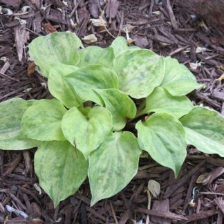 Golden Needles Hosta