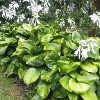 Green Blimp Hosta SCARCE! Registered 2017