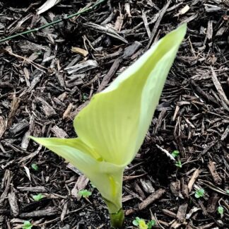 Grey Ghost Hosta