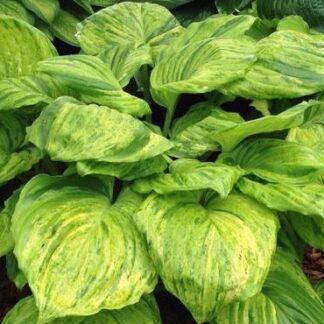 Gunther's Prize Hosta