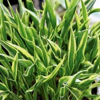 Hands Up Hosta