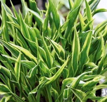 Hands Up Hosta