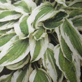 Hi Ho Silver Hosta