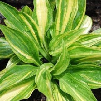 Hida-no-hana Hosta