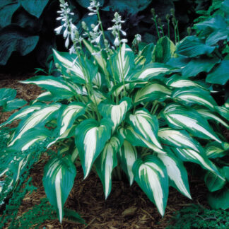 Cascades Hosta