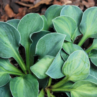 Cat and Mouse Hosta