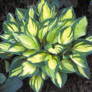 Cherish Hosta