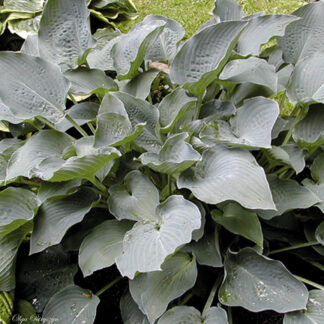 Chesapeake Bay Hosta