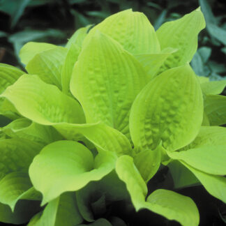 хоста даунс. Early light. Early light. Dawn's early light хоста. Dawn's early light хоста.